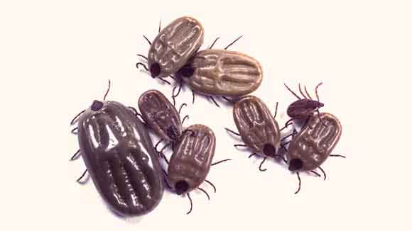 Understanding Fleas & Ticks