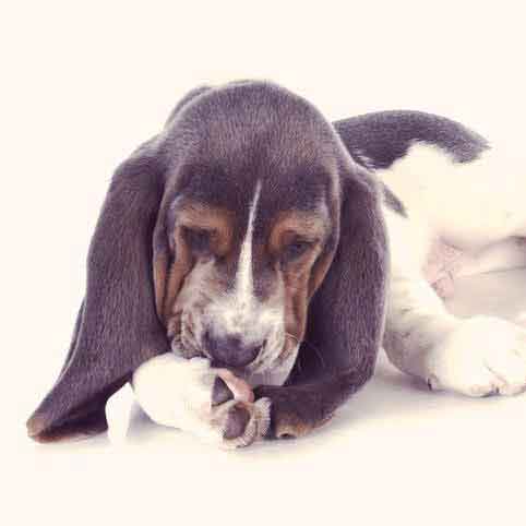 best flea treatment for dogs with sensitive skin