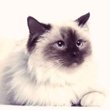 6 of the Most Pet-able Fluffy Cats 