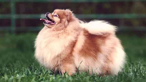 massive fluffy dog