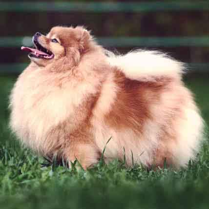 small puffy dog breeds