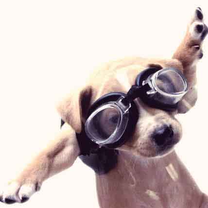 Image for Cat and Dog Airplane Rules Checklist