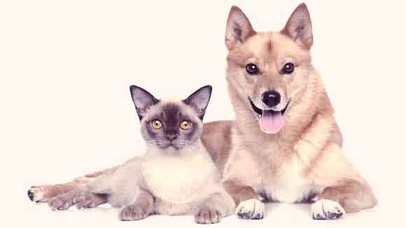 Food for Liver Disease in Dogs and Cats