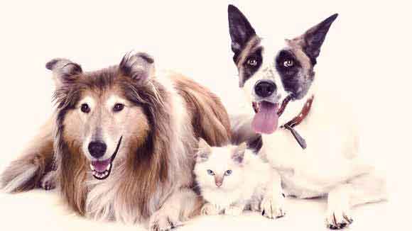 Food to Treat Bad Breath in Cats and Dogs