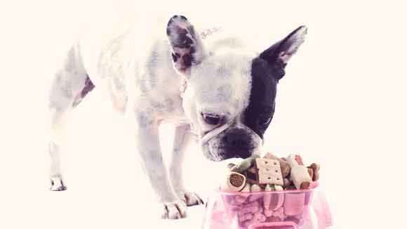 what can french bulldogs not eat