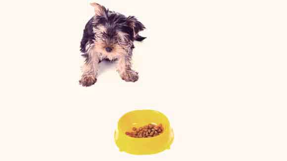 best diet food for yorkies