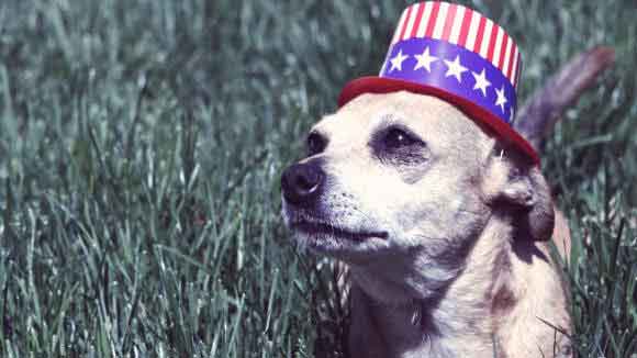 4th of July Safety Kit for Your Pets
