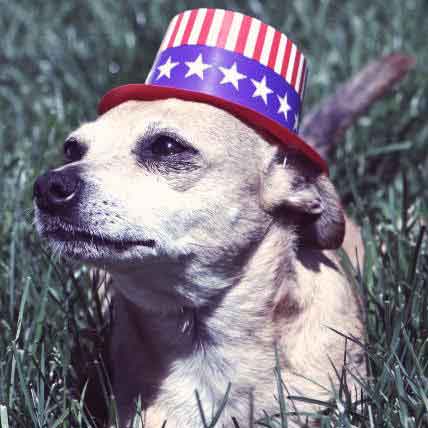 Image for 4th of July Safety Kit for Your Pets