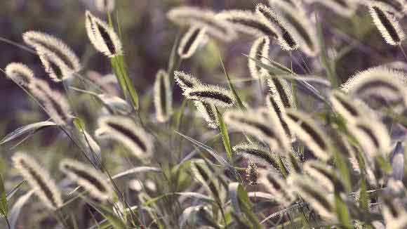 Why Foxtails and Dogs Don't Mix