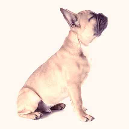 Image for French Bulldog Information: Health
