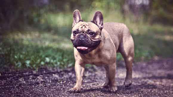 My French Bulldog to Stop Growling 