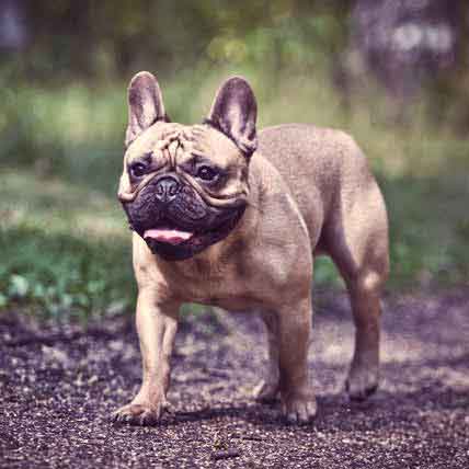 How to Get My French Bulldog to Stop Growling | PetCareRx