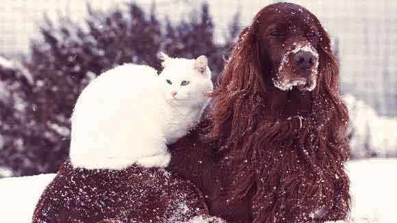 A Dog And Cat Sittting Outside In The Snow