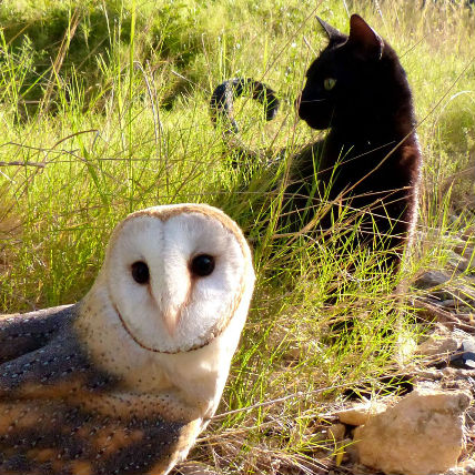 Cat And Owl Are Best Friends A Must Watch Video Petcarerx