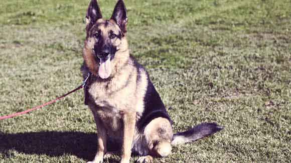 german shepherds attacking