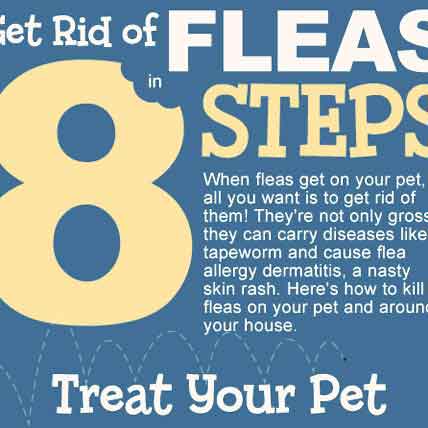 Best product to get rid outlet of fleas on dogs