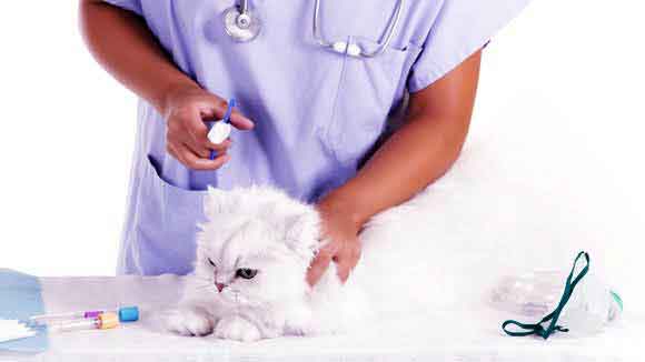 new kitten vaccinations