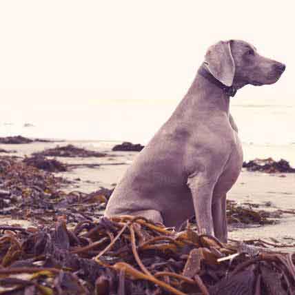 Glaucoma Treatment for Dogs - Medicine, Surgery | PetCareRx