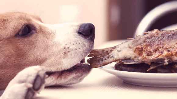 Beagle eating fried fish
