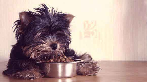 Grain Free Dog Food: Cut Down on Carbs