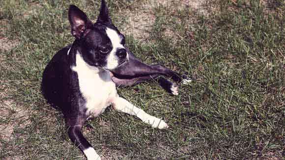 how long before boston terrier ears stand up