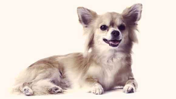 can you cut a long haired chihuahua? 2