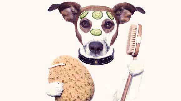 How to Groom a Rough Coated Jack Russel Terrier
