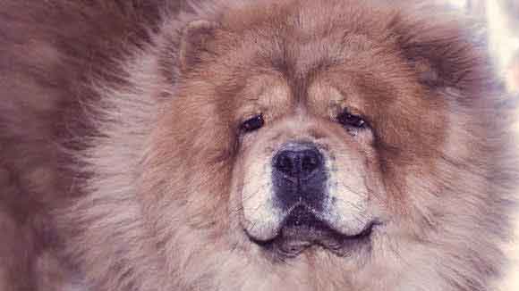 shaving a chow chow