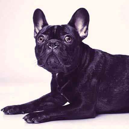 French bulldog hot sale grooming