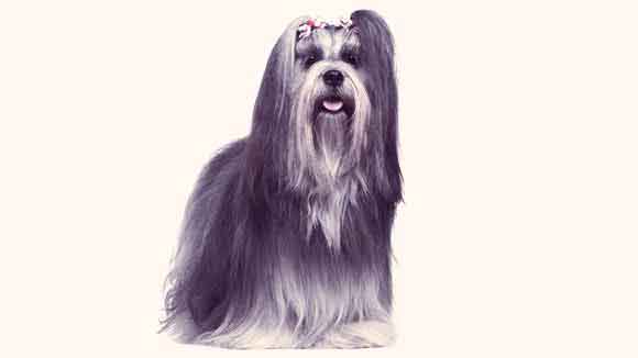 Grooming a Lhasa Apso Dog
