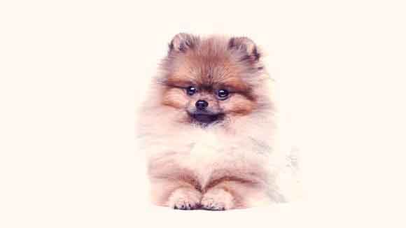 Grooming Styles for Pomeranians