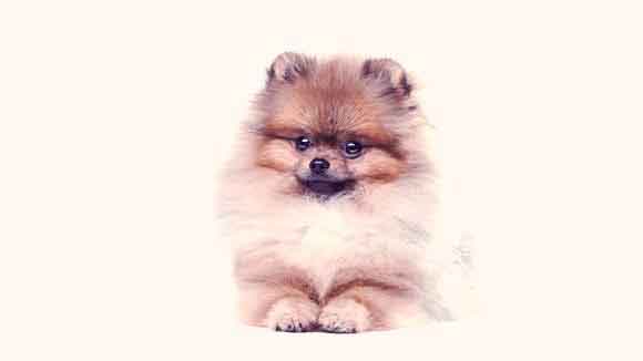 What are some good haircuts for Pomeranians?