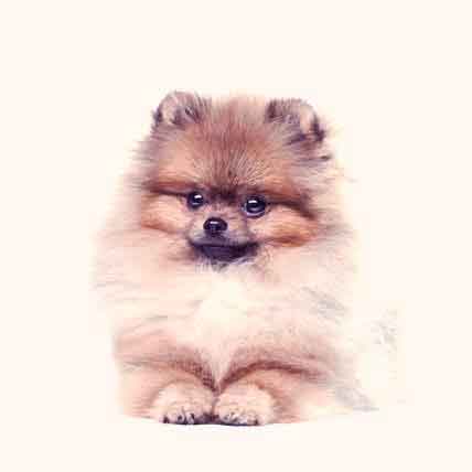 What Food is Not Good for Pomeranian? 