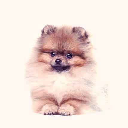 should pomeranians be shaved