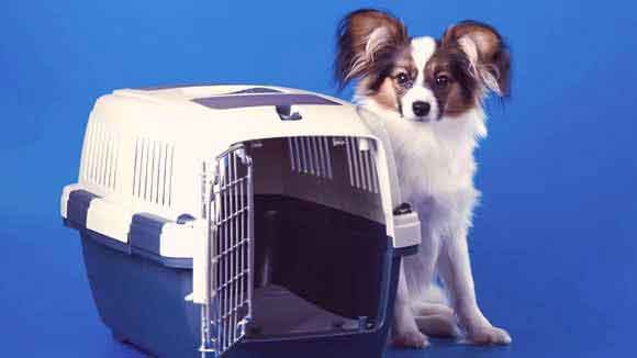 A Guide to Dog Crates and Carriers