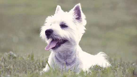 west highland terrier grooming guide