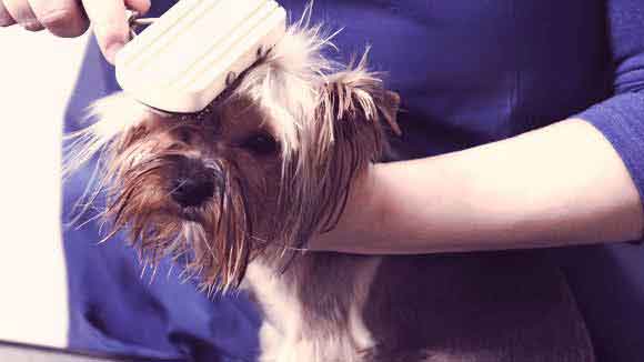 Haircut Styles For Yorkshire Terrier Dogs Petcarerx