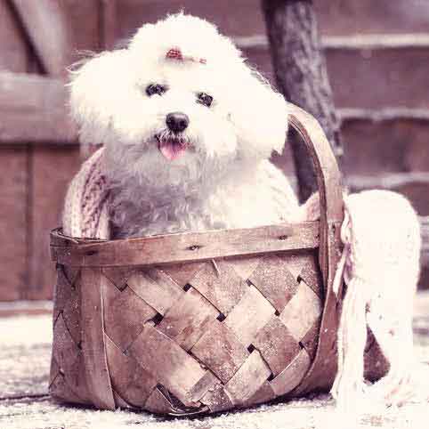 bichon frise panda cut