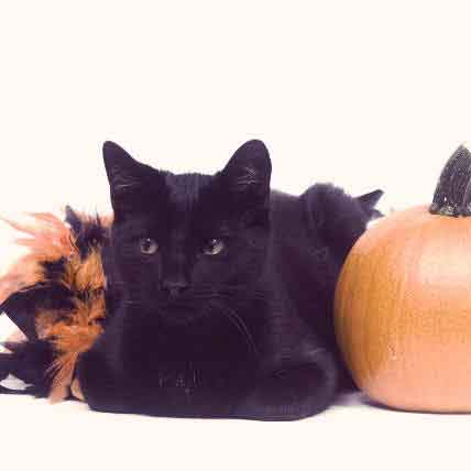 5 Spooky Myths About Halloween Cats | PetCareRx