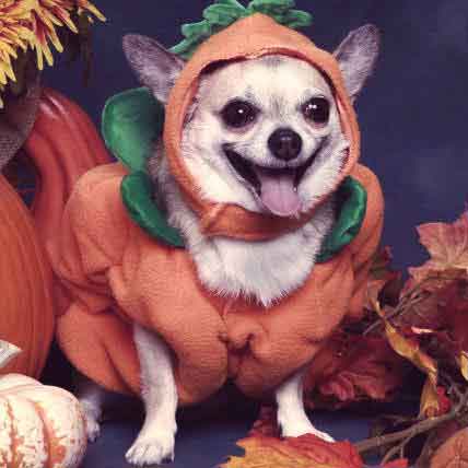 5 Halloween Safety Tips for Pet Parents