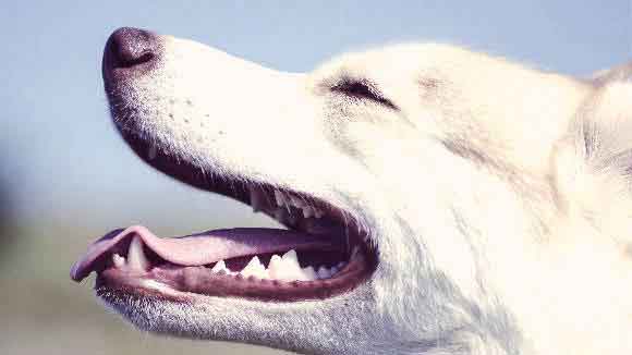 what is good for your dogs teeth