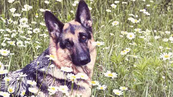 Good food 2024 for german shepherds