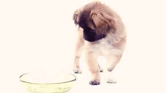 Healthy Eating for a Pekingese