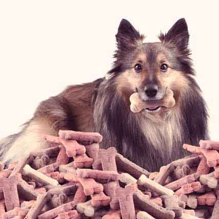 A Nutritious T For Your Sheltie