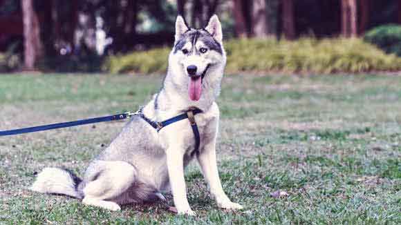 How to Help a Siberian Husky Lose Weight