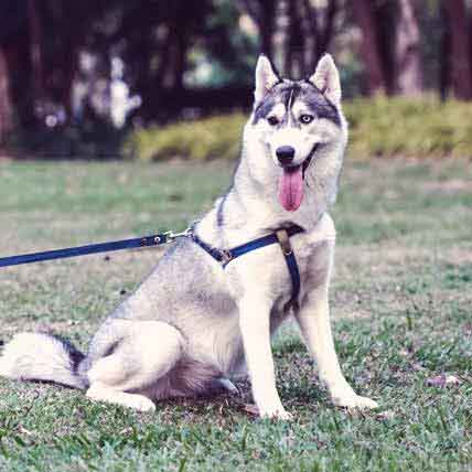 What food is bad for outlet huskies