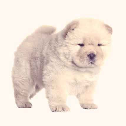 a chow