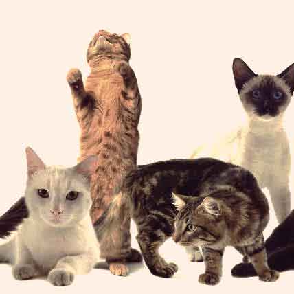 Image for The History of Cats