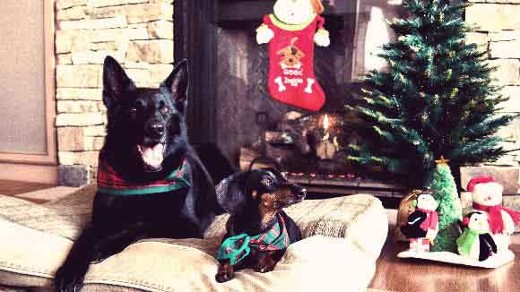 Dogs Sitting Next To Holiday Decorations And A Christmas Tree