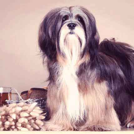 best dog food for lhasa apso